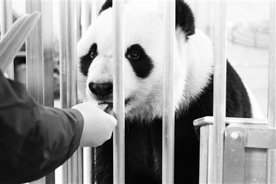 我国再添一座 大熊猫基地