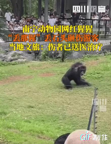 “不要去人多热闹的地方”这句话的含金量还在上升。5月1日，南宁动物园一大猩猩拿