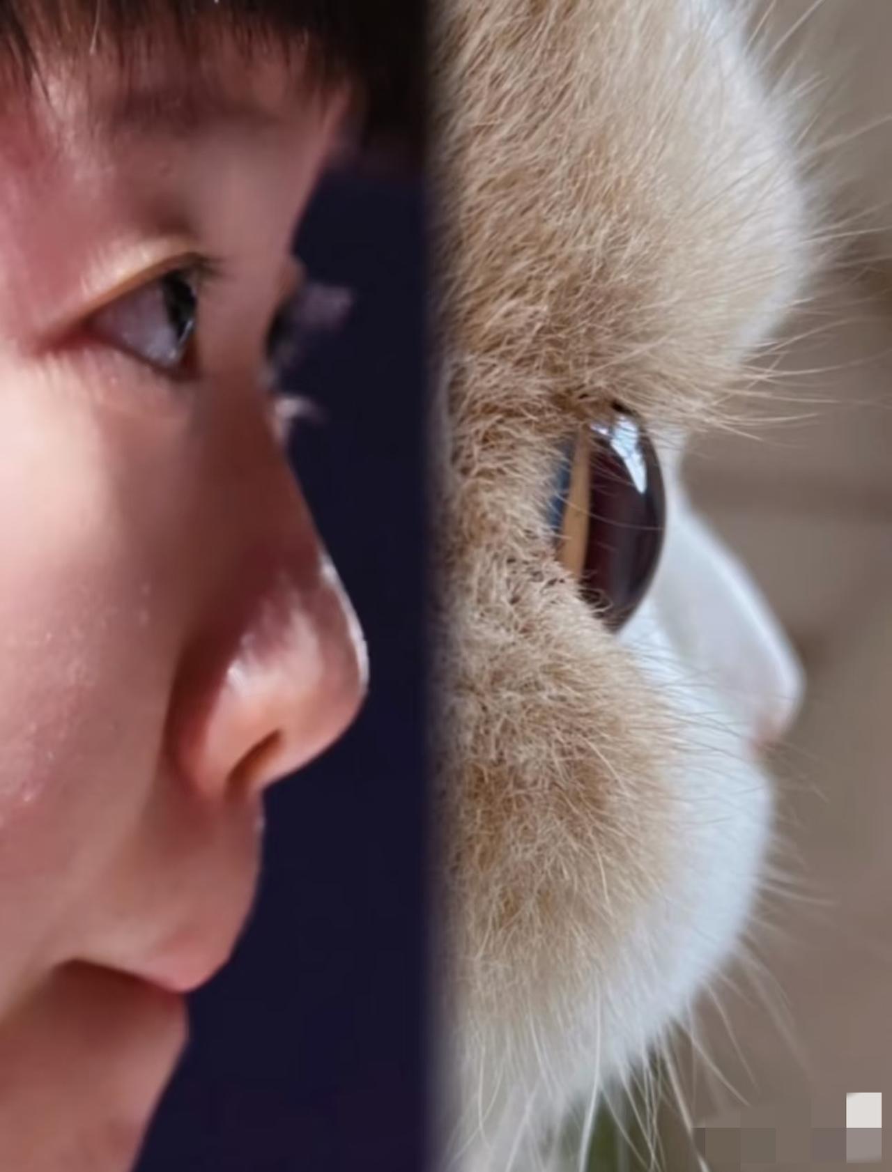 看看为啥说玉米七是猫咪，不说一模一样，这角度简直复制粘贴。不是最像，找不到更像的