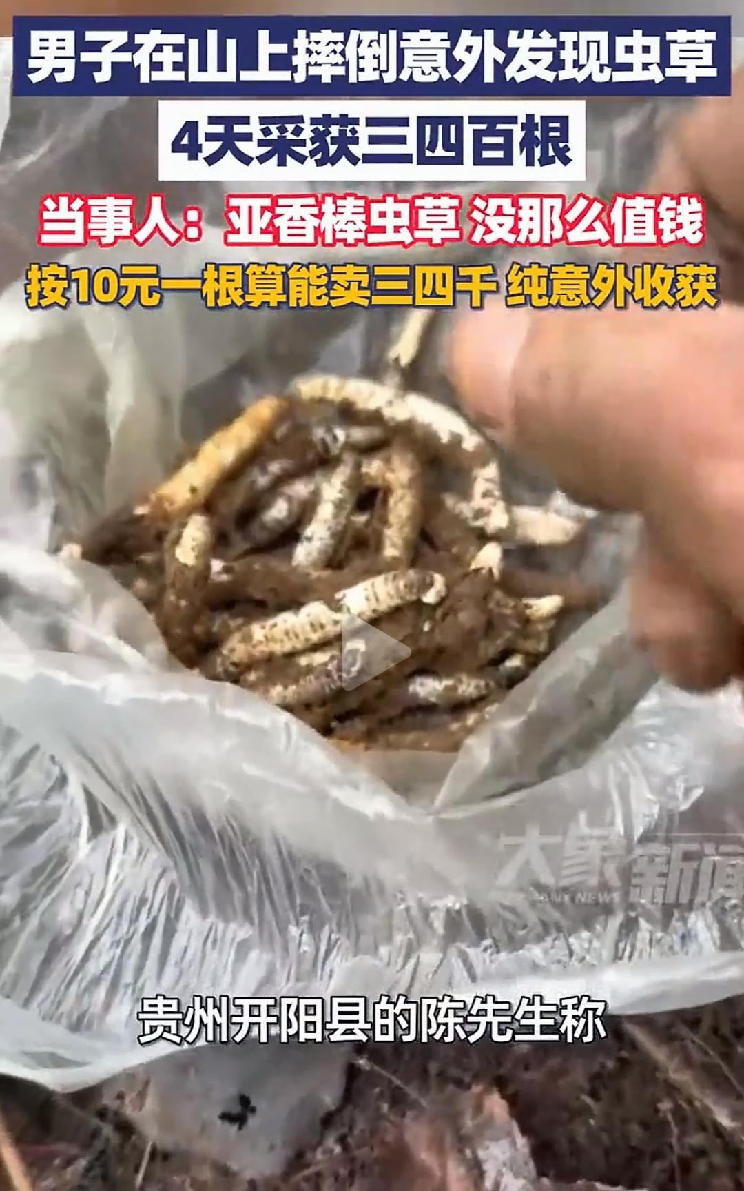 男子在山上摔倒意外发现虫草4天采获三四百根当事人：亚香棒虫草没那么值钱按1
