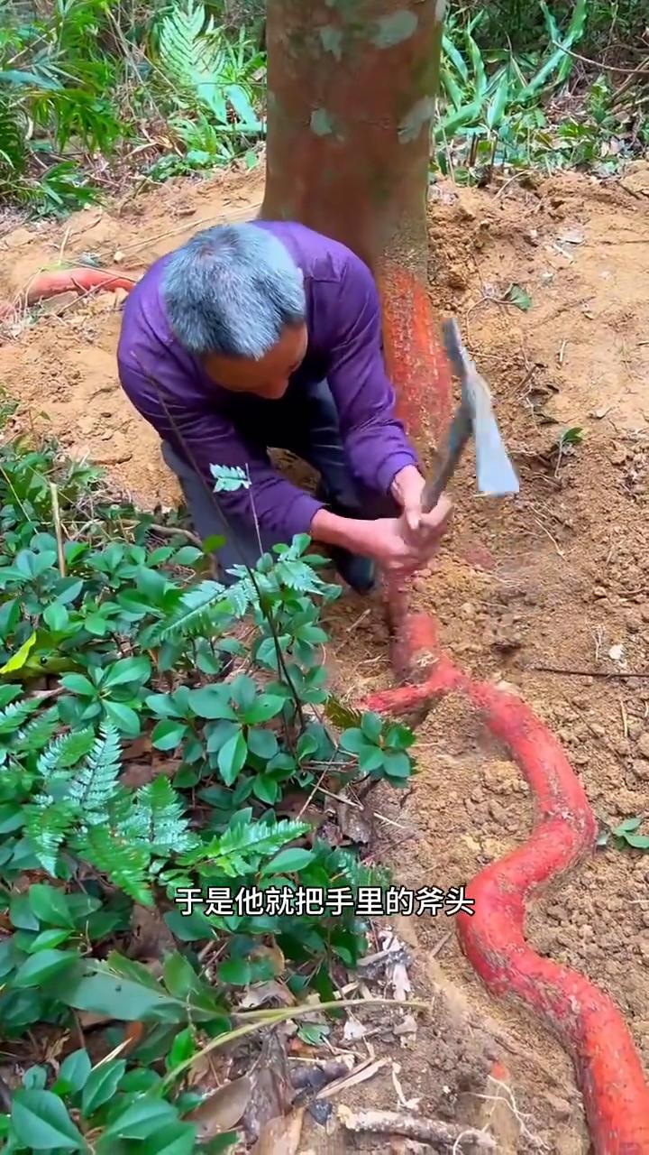 红色的树根。一位农村大叔到山上砍柴的时候，他无意间发现一棵树底下长着一条长长又