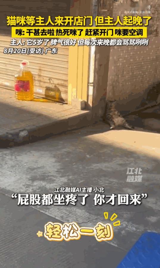 猫咪也是有脾气哒！广东，一位开店的老板因为早晨贪睡起晚了，赶到店门前时，赫然发现