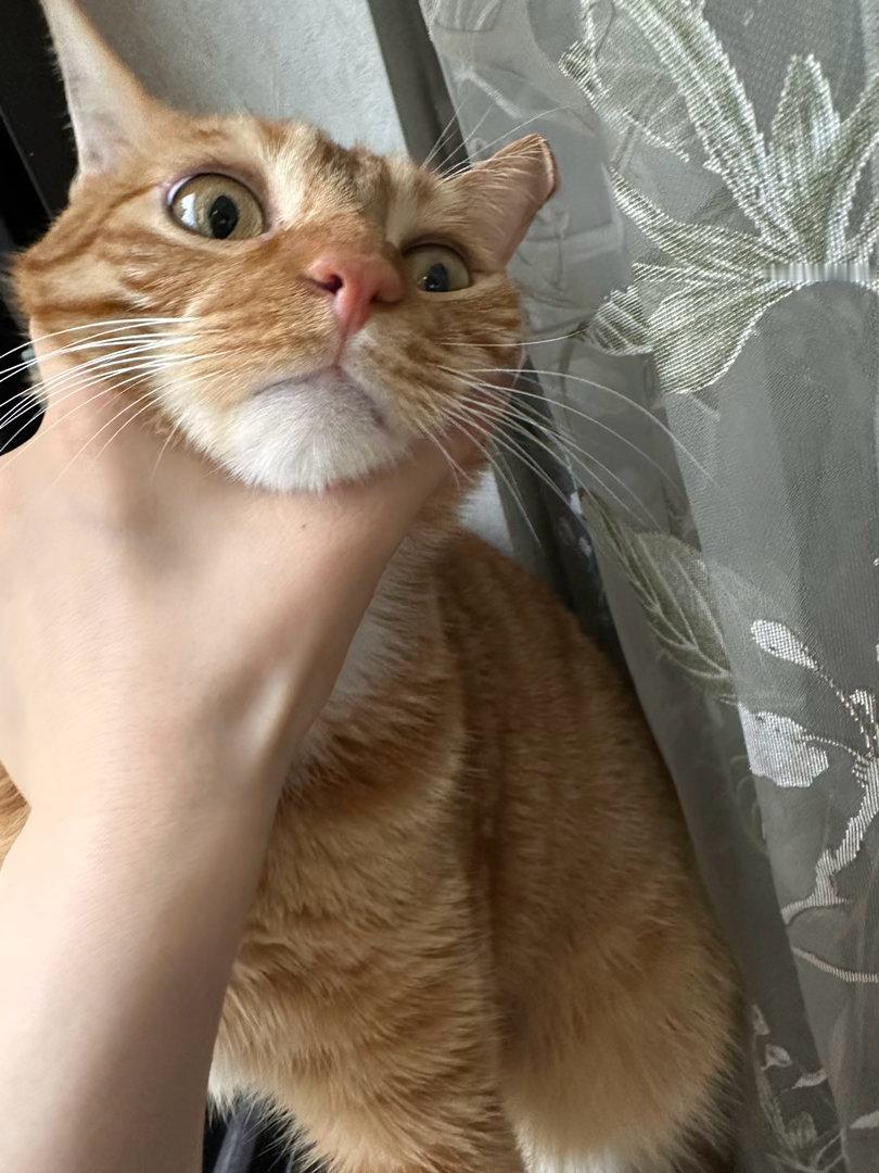 离开13天，回家后小猫咪超想我太黏了怎么办～