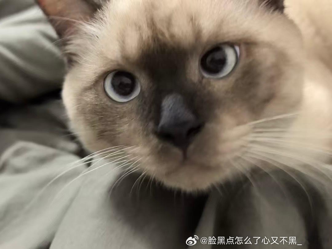 4123只黑脸吾家有儿初长成，现在是大乐乐​​​