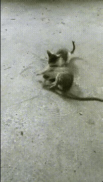 还没断奶的小奶猫，硬刚大老鼠！这勇气我服了！谁能想到，个头还没老鼠大的小奶