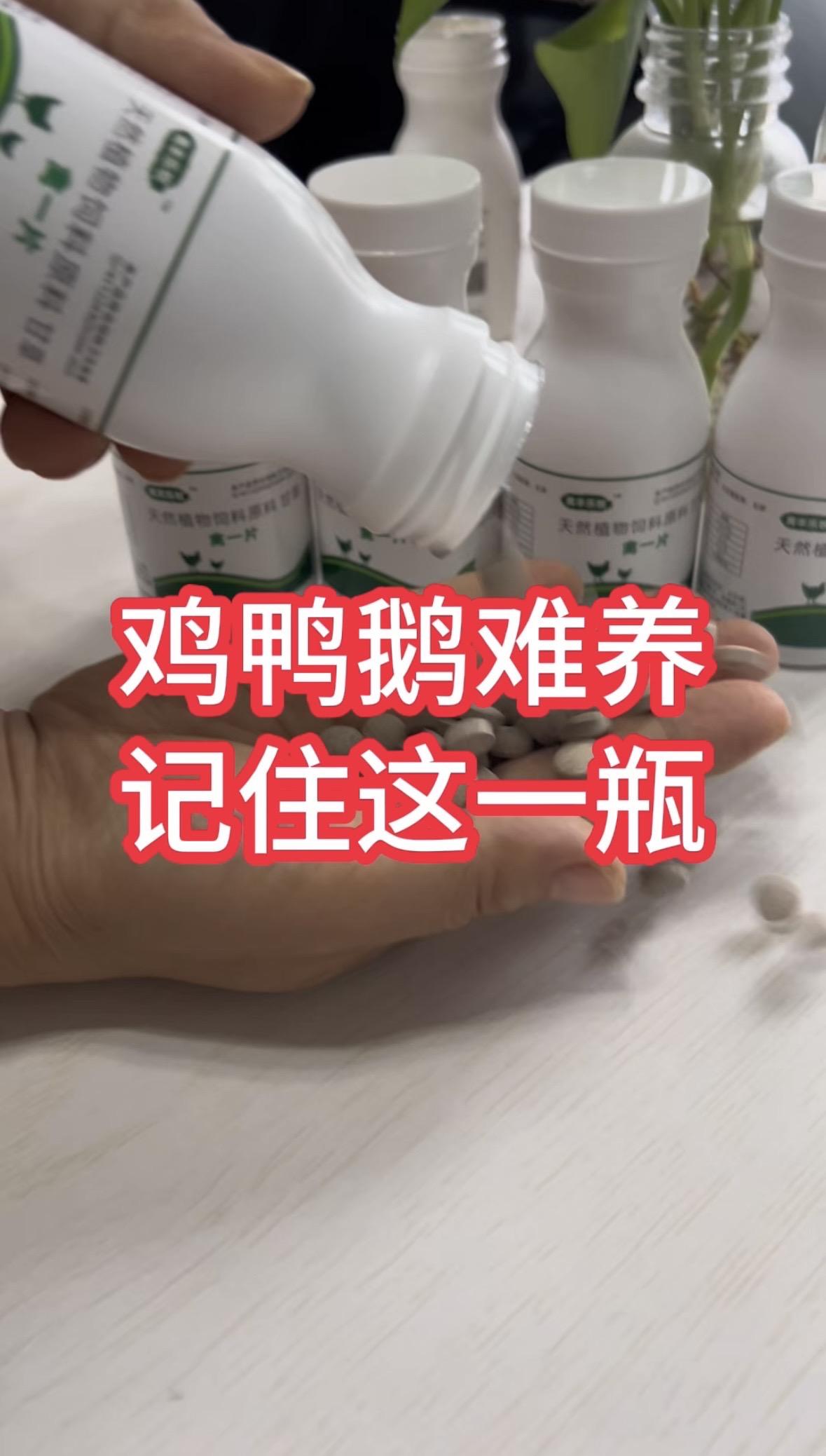 鸡鸭鹅养殖养鸡小妙招农村散养土鸡鸡鸭鹅养殖