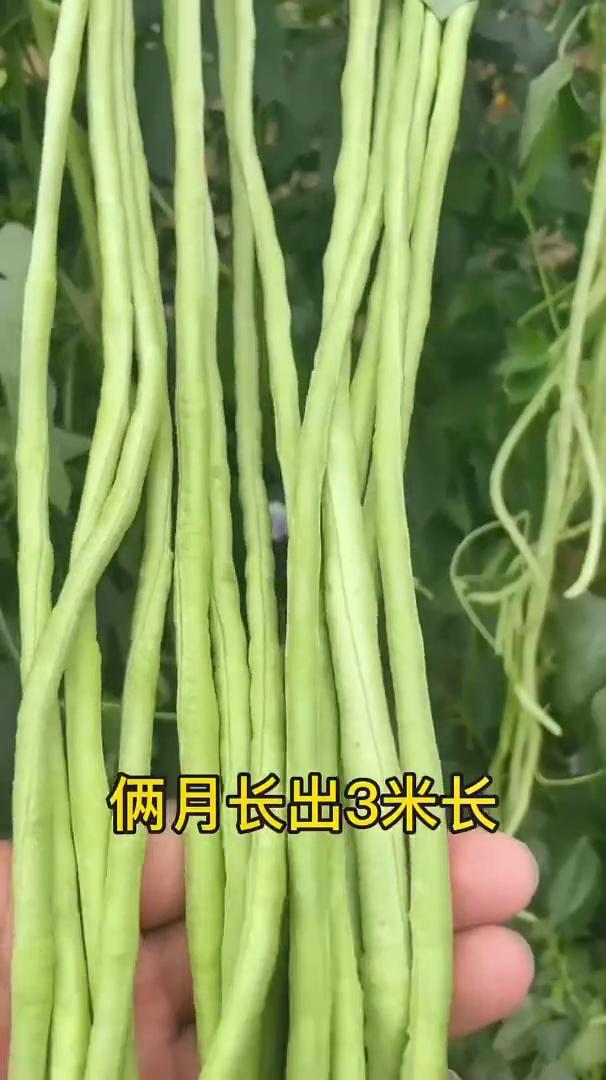 种植小技巧。菜地里面浇上它，开花结果乐开花。·青菜喷点啤酒水，叶片油绿不黄叶
