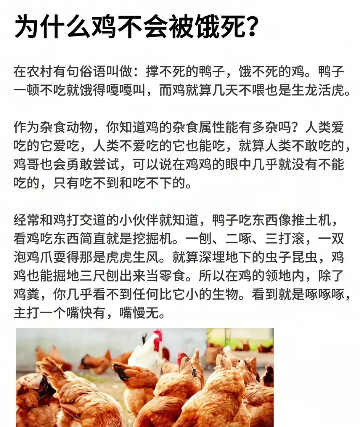 只要能往嘴里啄的它都敢吃，想要饿死除非关笼子里！鸡毕竟从恐龙进
