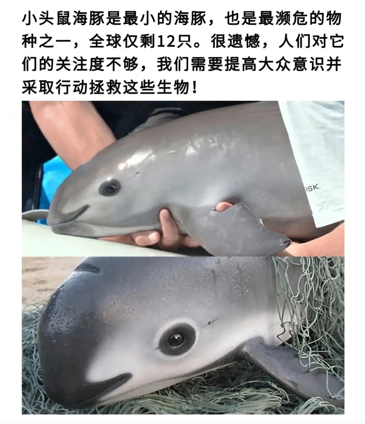 都怪我没本事保护它们​​​