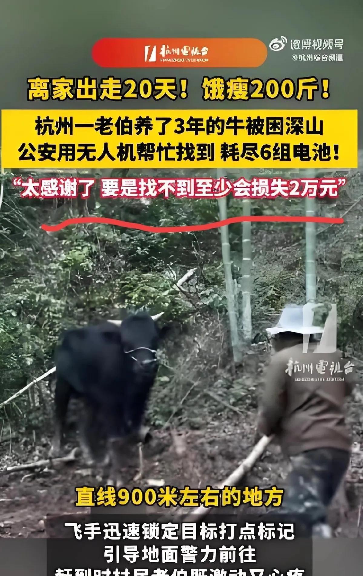 你以为一头1300斤的壮牛，在深山里20天不吃不喝会怎样？答案是：它还活着，但体