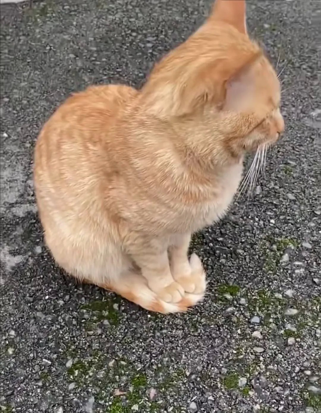 冬天的水泥地很冰脚，小猫咪也有烦恼，只是小猫咪不会发朋友圈