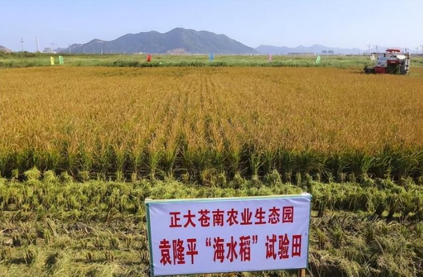 盐碱地产出的“海水稻”，明明口感难吃，还越种越多，为何国家要大力发展它呢？其实答