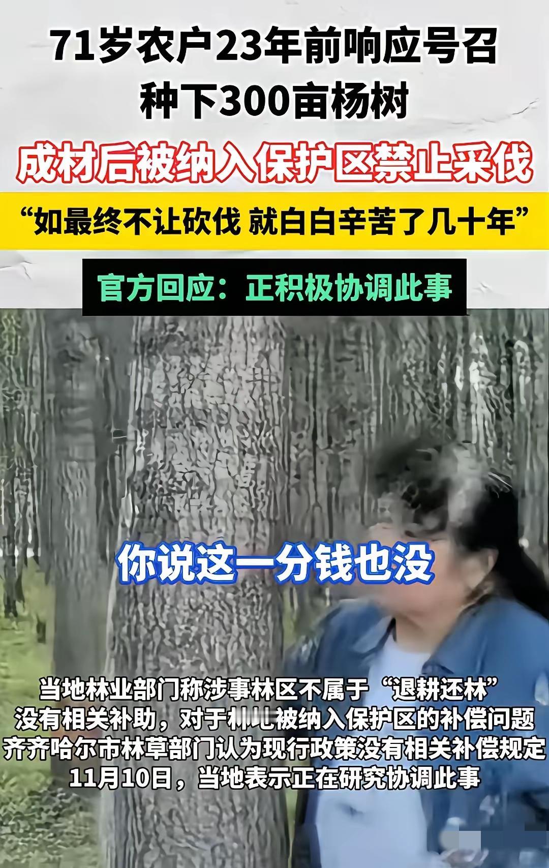 300亩杨树，说收就收了！生态保护是好事，但不能让老百姓吃亏。老人风里来雨里去