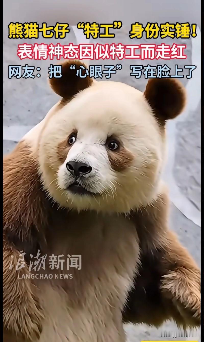 熊猫七仔这“特工脸”，把“心眼子”焊在脸上了吧！谁能拒绝这只自带“大佬气场