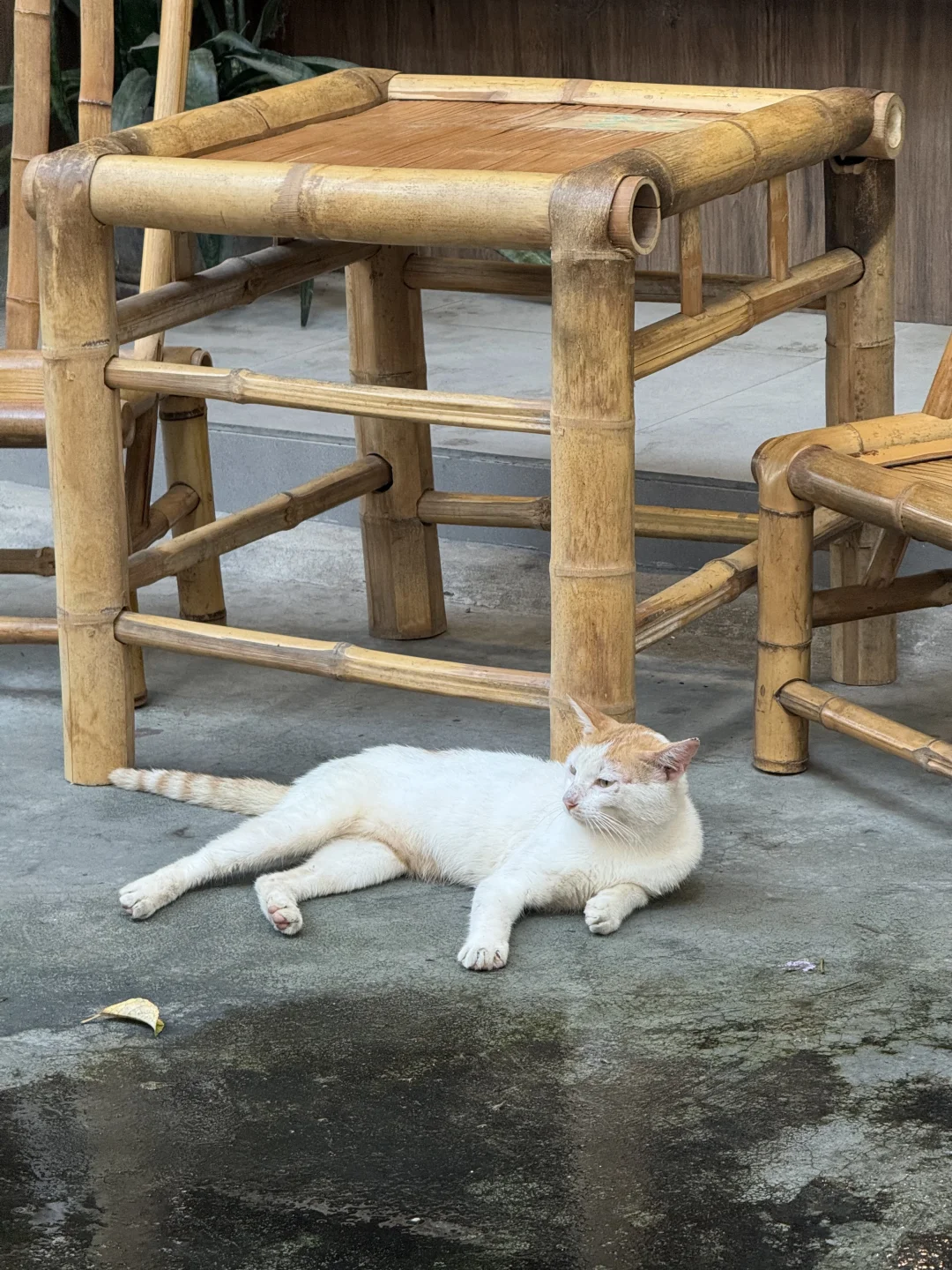 谁家小猫咪这么悠闲呀～