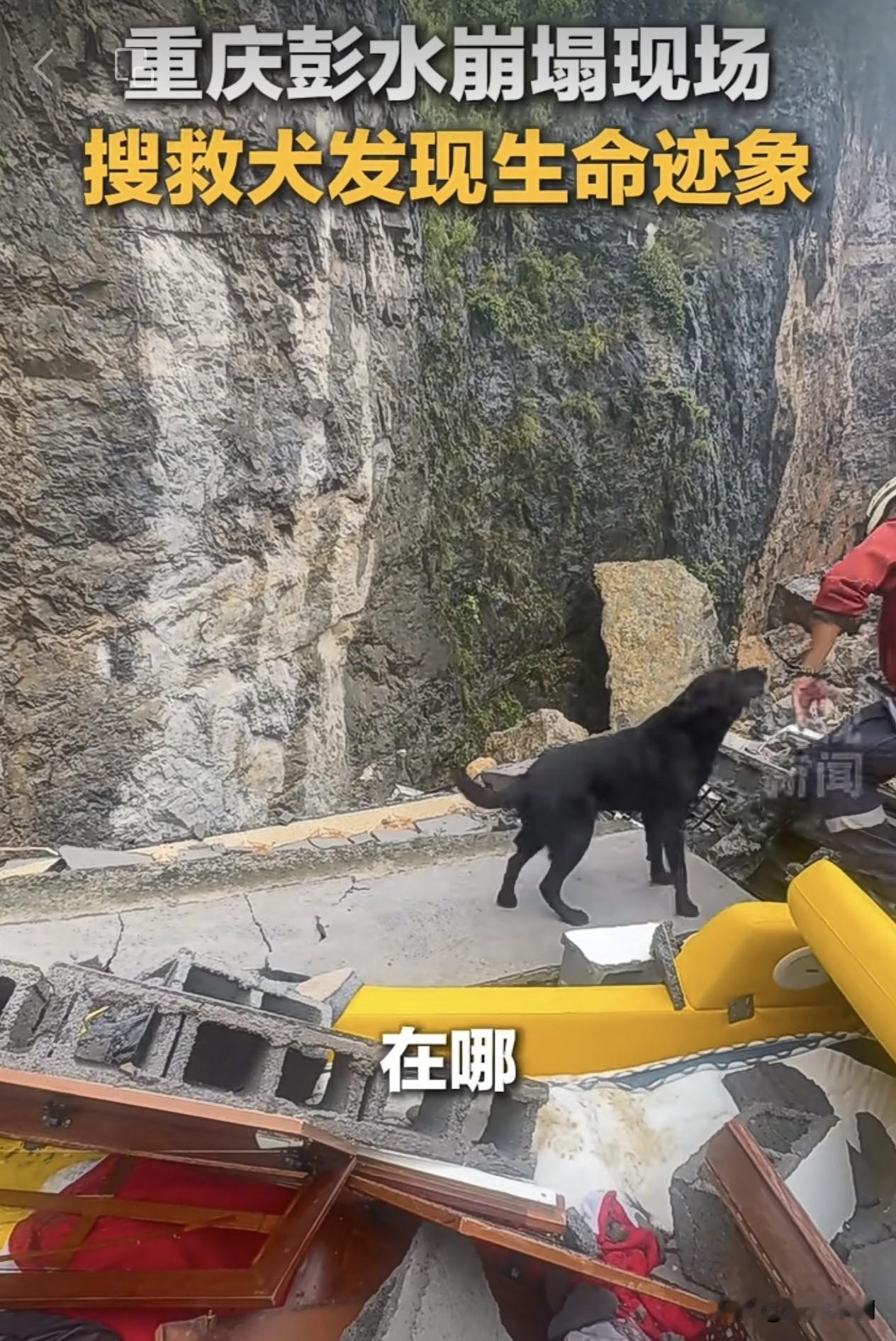34人埋在崩方下面，今天一只搜救犬终于发现了生命迹象…灾难面前，我们的搜救犬