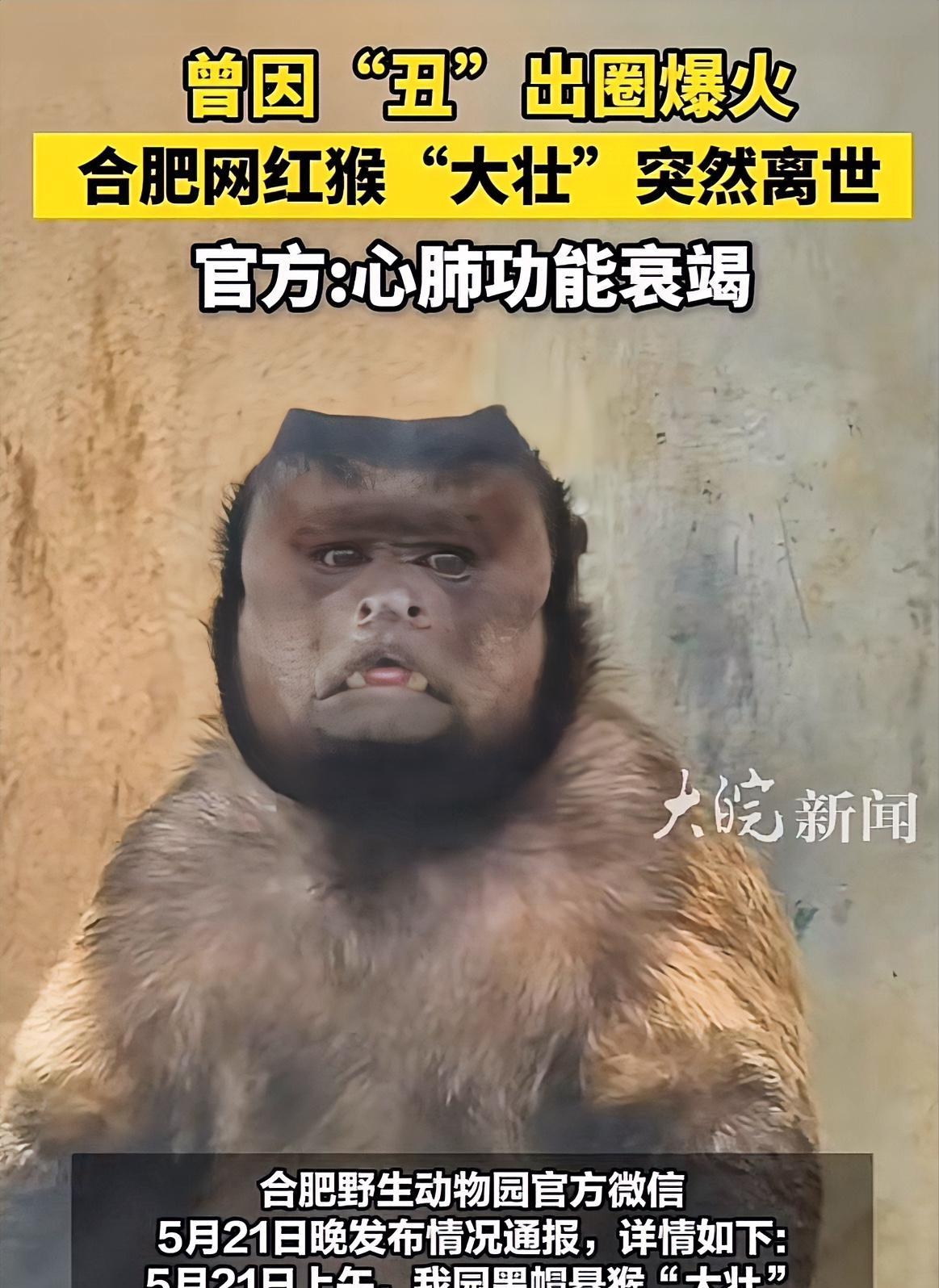 网红猴“大壮”去世，官方通报是心肺功能衰竭，估计有3个原因导致！第一、突然的爆