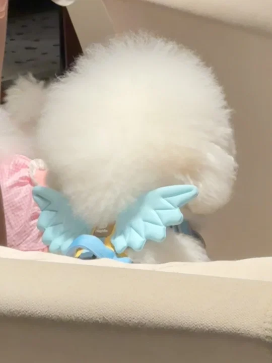 天使小狗耶