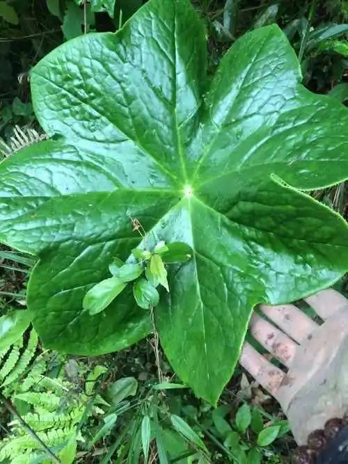 猫爪草儿去相亲，山慈姑儿随后跟，左手拿着蛇舌草，右手拿着蒲公英，八角莲花跟着