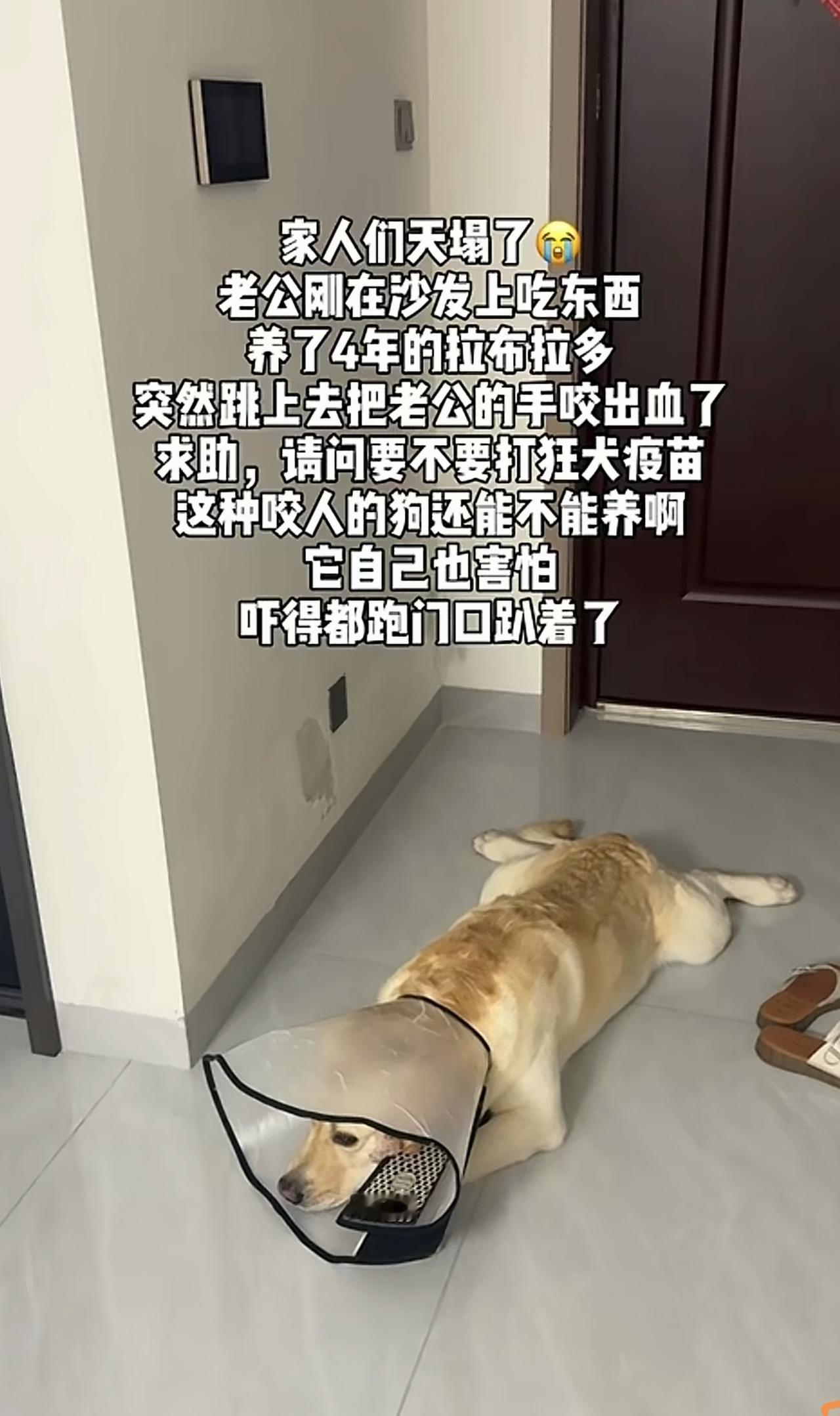 咬人的狗不能留，这次是试探。