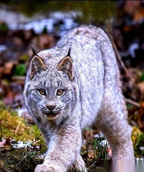 在老猎人嘴里，狼群根本排不上号。他们进林子最怕的，是撞见一只“猫”，一只叫猞猁的