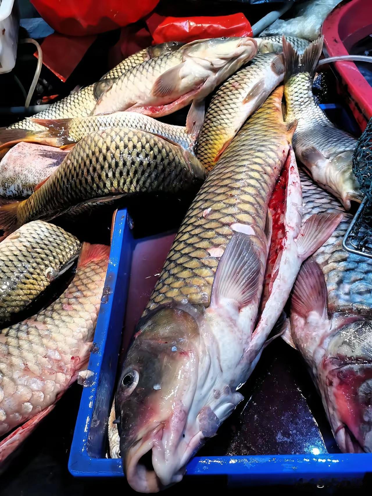 几次看到网友谈及，有些地方的人不喜欢吃鲤鱼。笔者记忆里，小时候