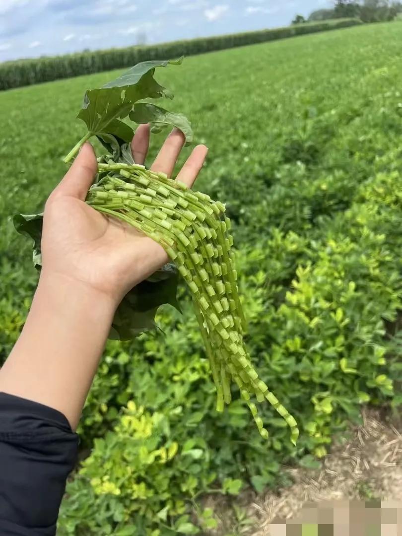 看到这些小时候的东西你们记得这是什么吗？小时候会给自己做项链，手链，戒指，脸