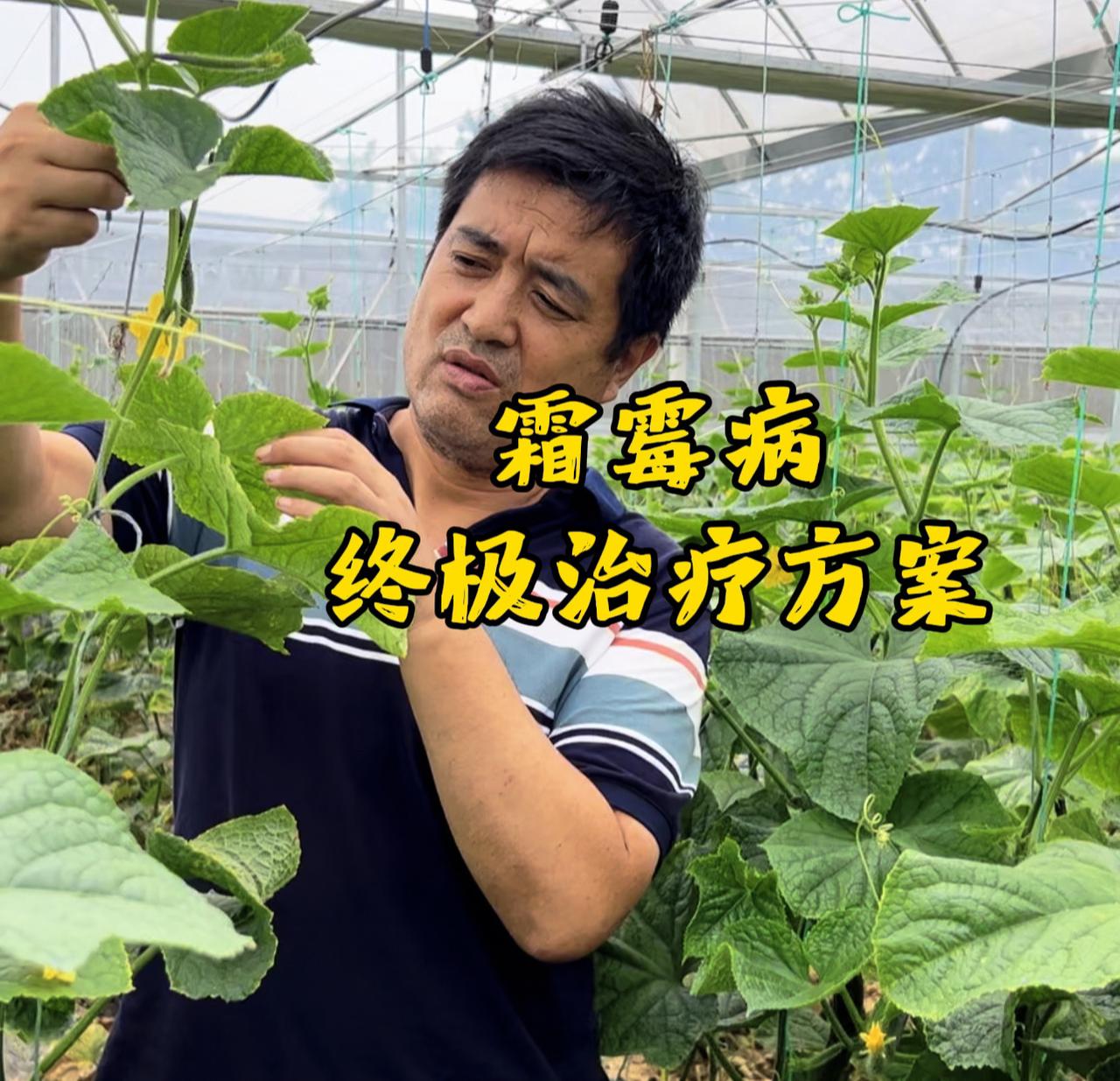农户一定要收藏好、全程干货不废话、霜霉病治疗终极方案就这三个！方案一：速效+