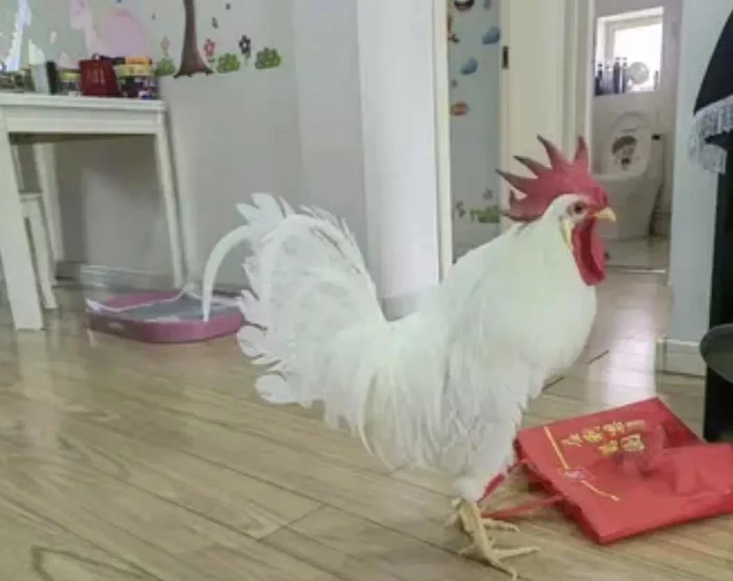 公鸡每天打鸣，邻居向物业投诉，物业让女子把鸡给处理掉，可是孩子坚决不让杀，也不让
