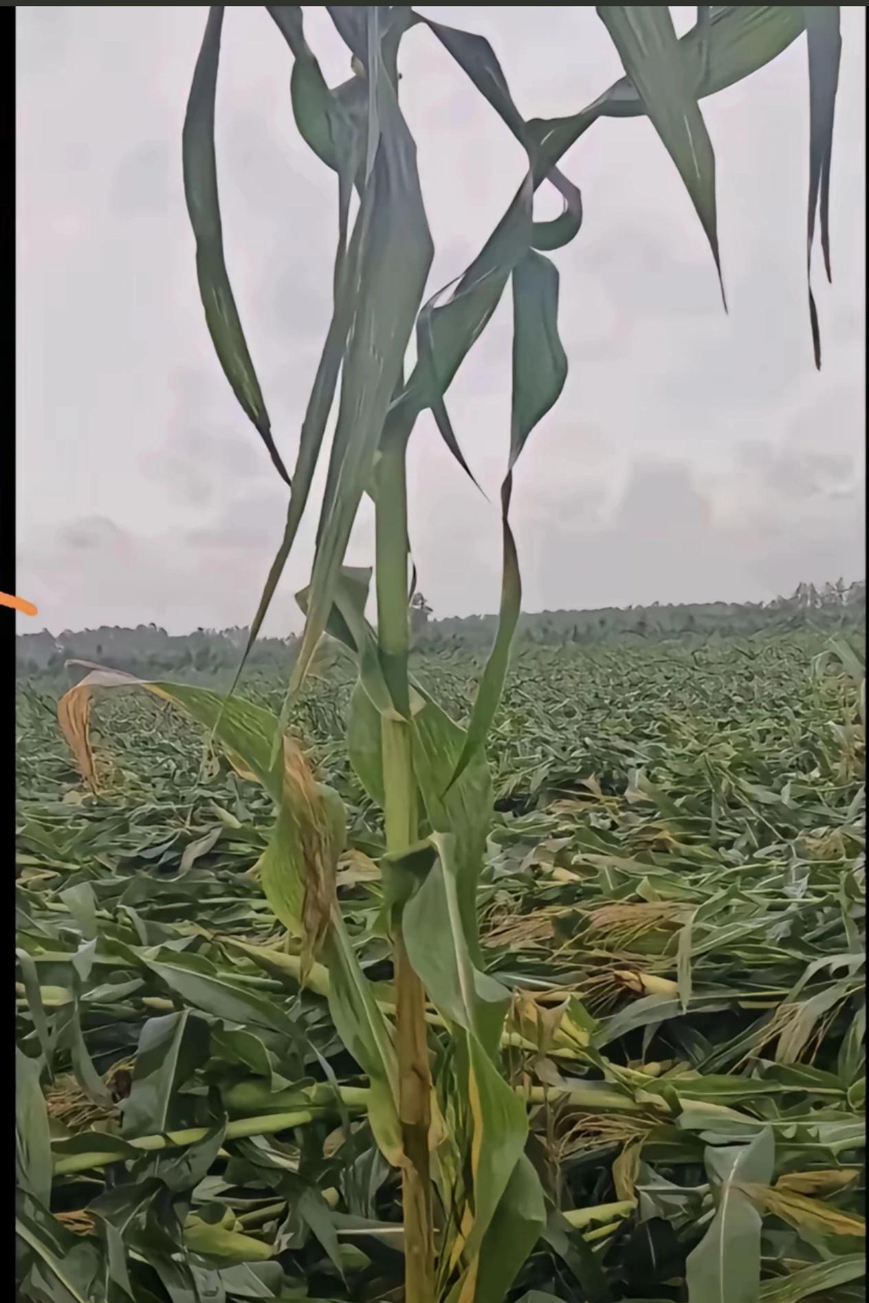 雨田君说:台风过后，我家的玉米一颗没倒。