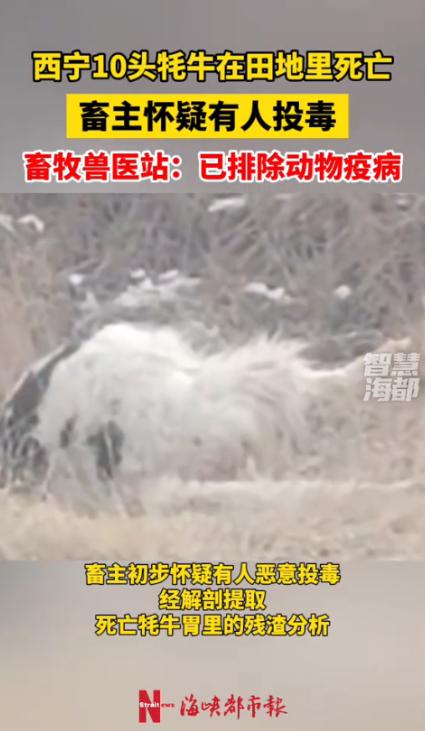 “严查到底！”1月18日，青海西宁，一名牧民养殖户清晨去田里查看时，竟发现自家放