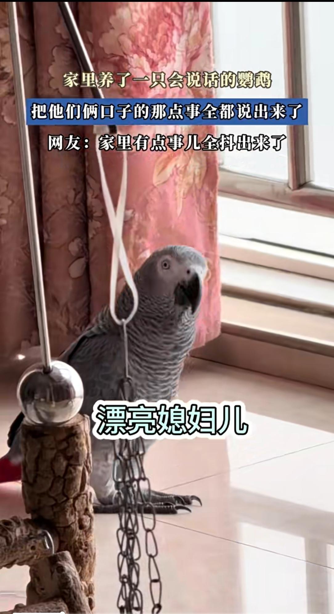 家里养了只“大嘴巴”鹦鹉？夫妻私事全被抖搂光！近日网友发的视频太逗了！家里
