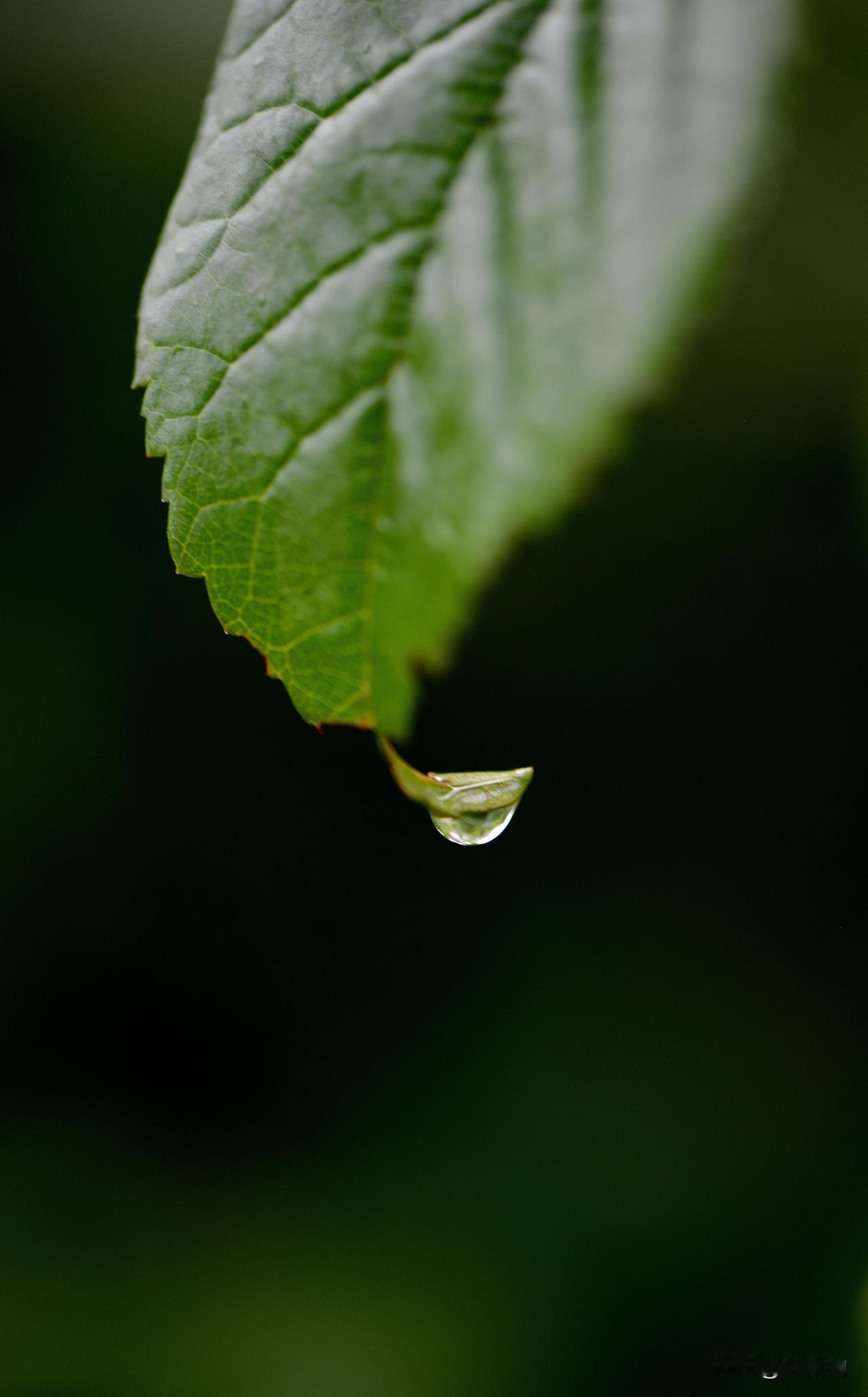 南湖公园四季掠影（九）夏季景色：