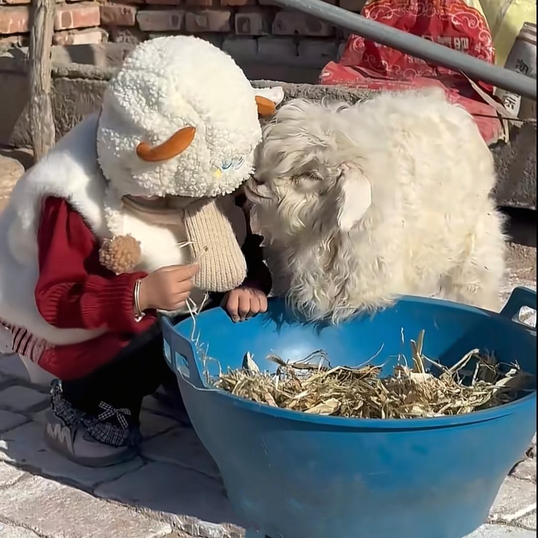 宁夏石嘴山平罗县的金先生，拉着四只小羊羔去集上卖，其中一只见到买家就会装死，买家