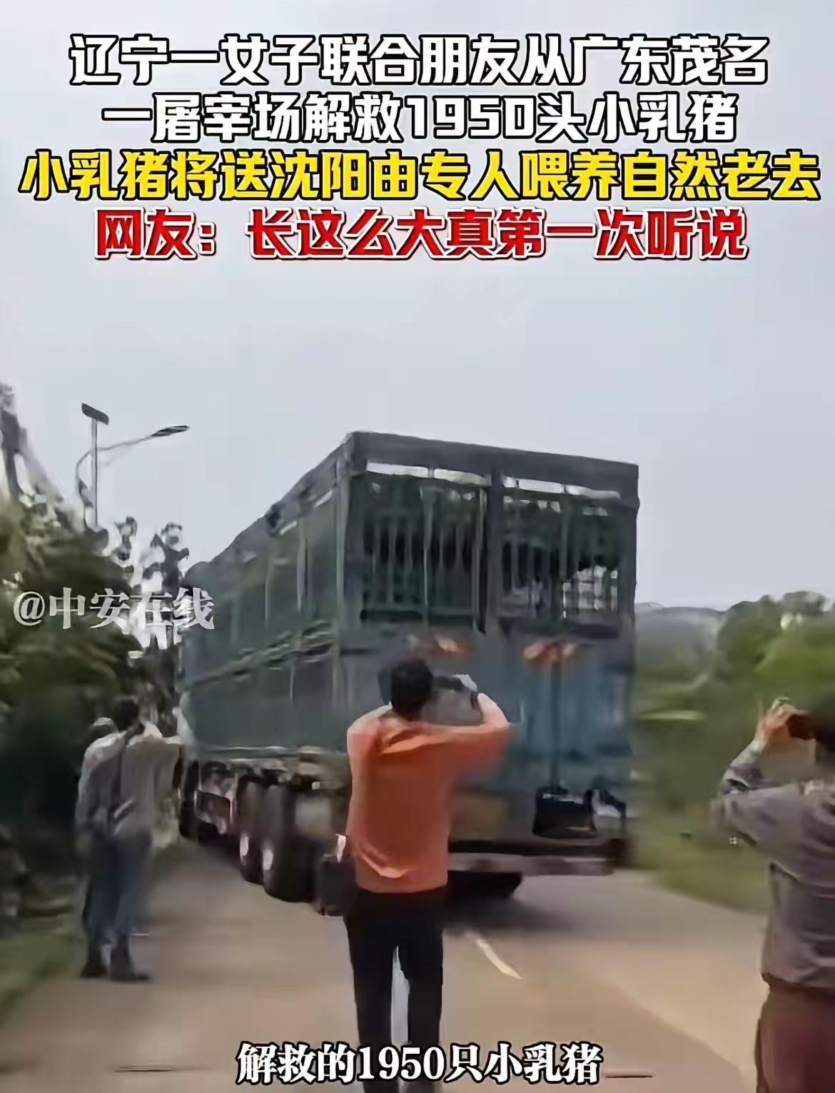 现在的动保的人都这么癫吗？保护小动物从狗都蔓延到猪了吗？4月2日，辽宁一个女子