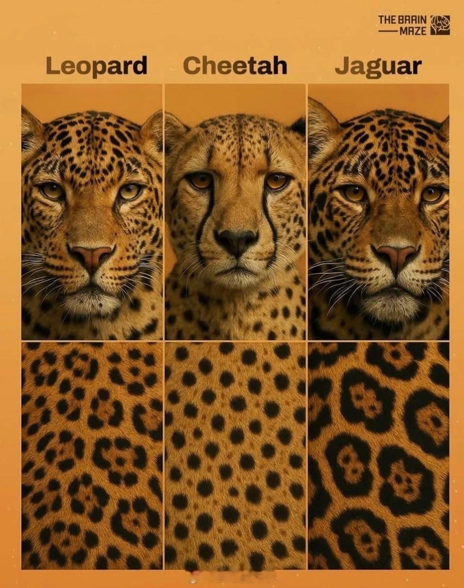 豹、猎豹、美洲虎的对比​​​