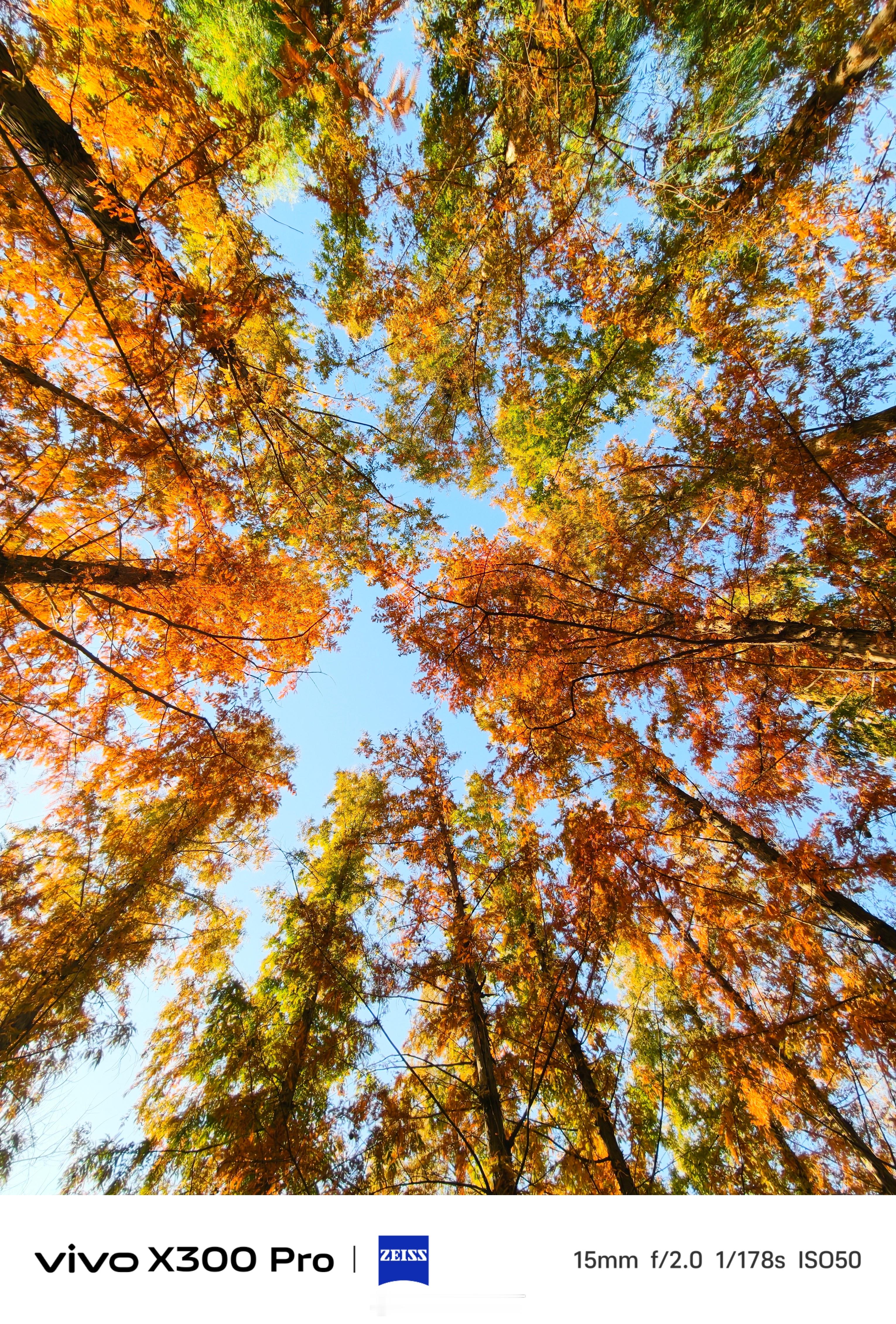 《玉渊潭的秋天》玉渊潭公园，作为北京市属公园以春天的樱花最为著名，然而秋天的玉渊
