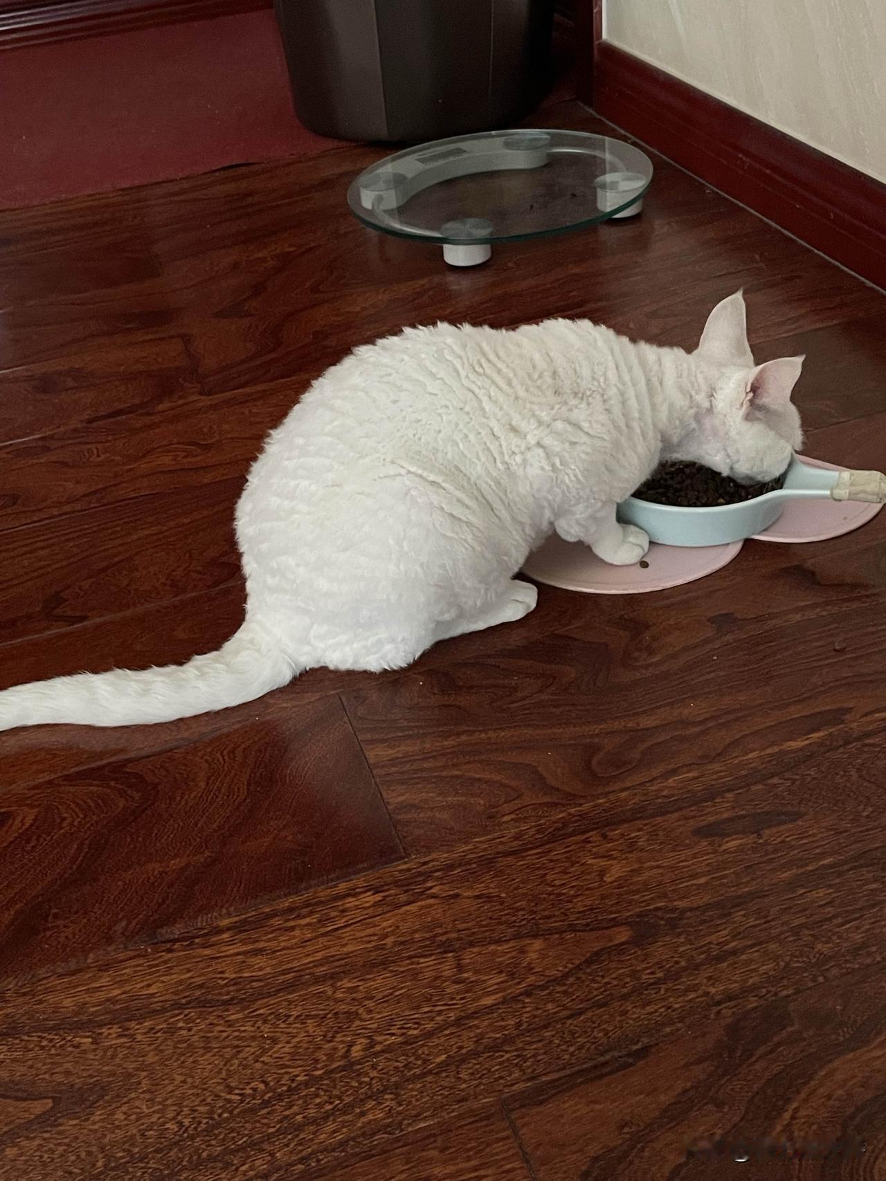 我家的干饭猫上线，小猫咪干饭的时候，其它啥都看不见。