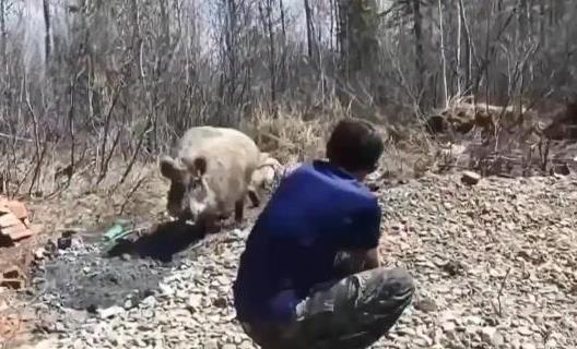 2020年，黑龙江男子无意间救下一头野猪，没想到野猪竟然每天蹭吃蹭喝，赖着不走了