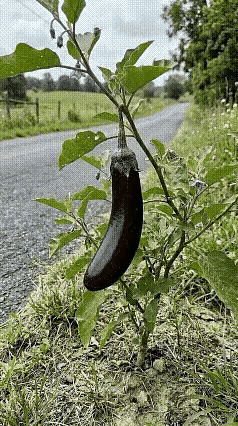 茄子🍆的一生，人要是和茄子似的该多好。