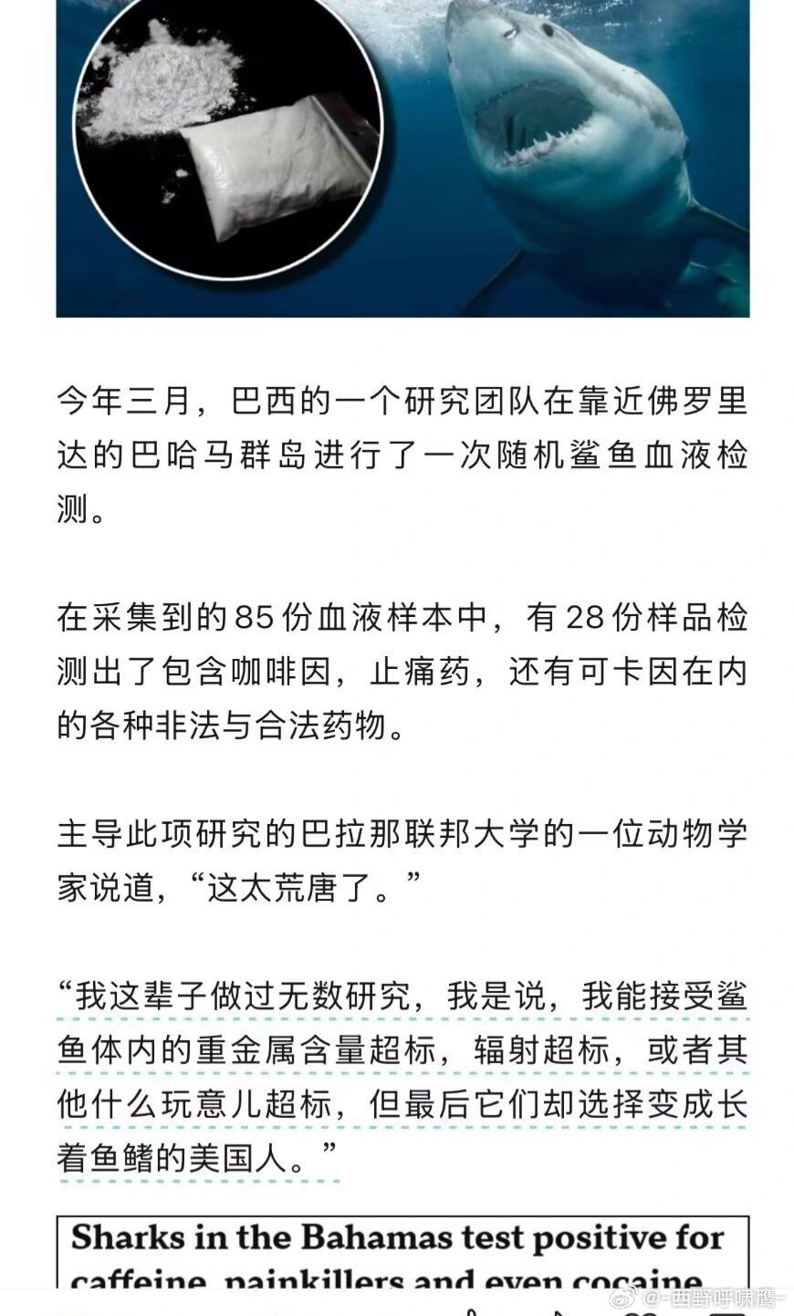 美国鲨鱼or美国人鱼？！鲨鱼：今儿这肉吃着好，有精神！