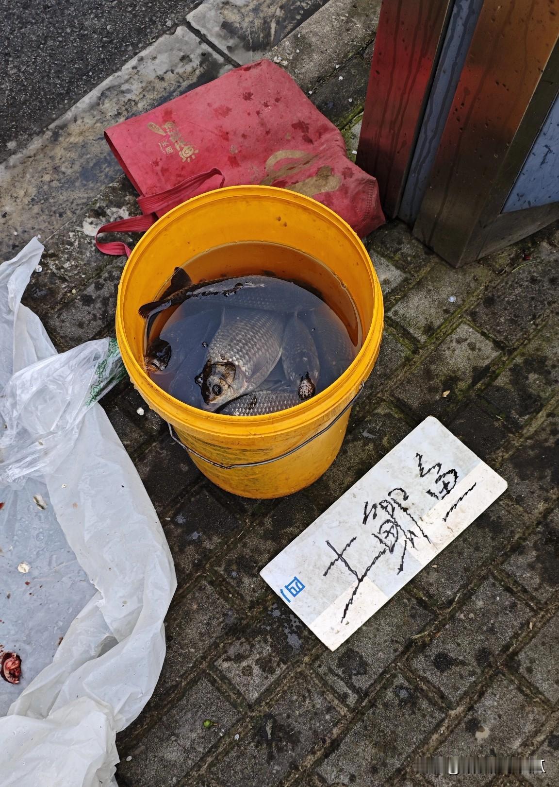 蛮大只的，土不土就不知道了不过菜市养殖的都卖15这个12，要啥自行车