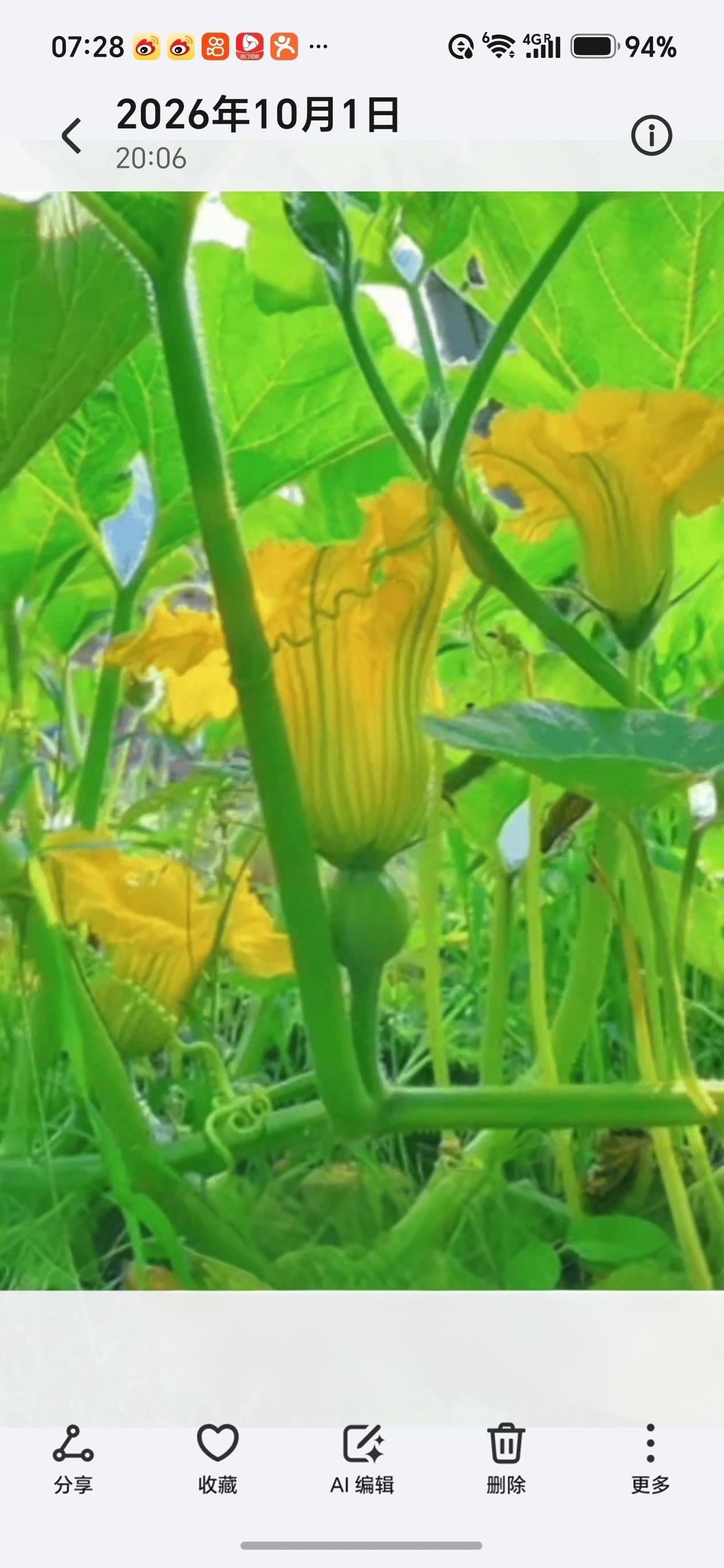 蔬菜瓜果开出的花一方菜园，绿叶繁茂，南瓜花豆角花向阳盛开，藏着田园独有的温柔与希