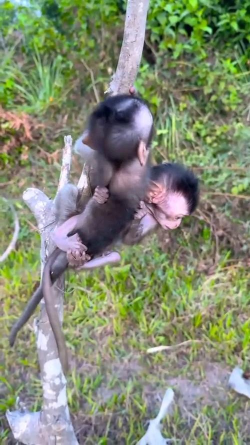 张家界那个叫林北的大学生，真把荒野求生玩明白了，一天烧一百斤柴，根本不是为了取暖