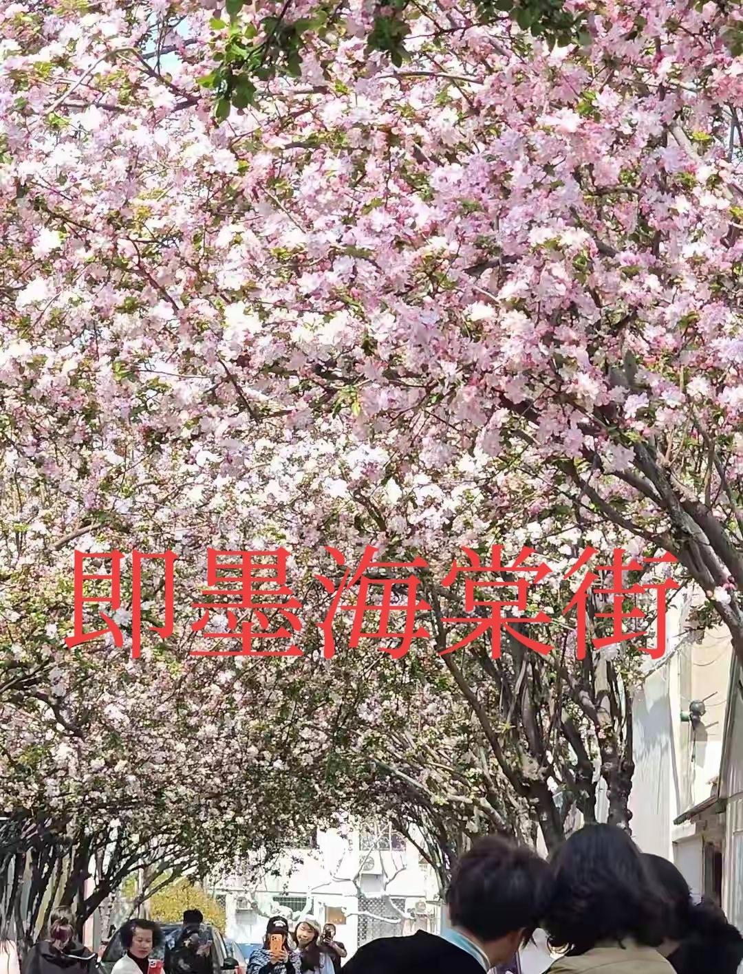 近日，即墨区通济街道府前西街的海棠花逐渐盛开，这条隐藏在即墨区政府南侧的小街巷又