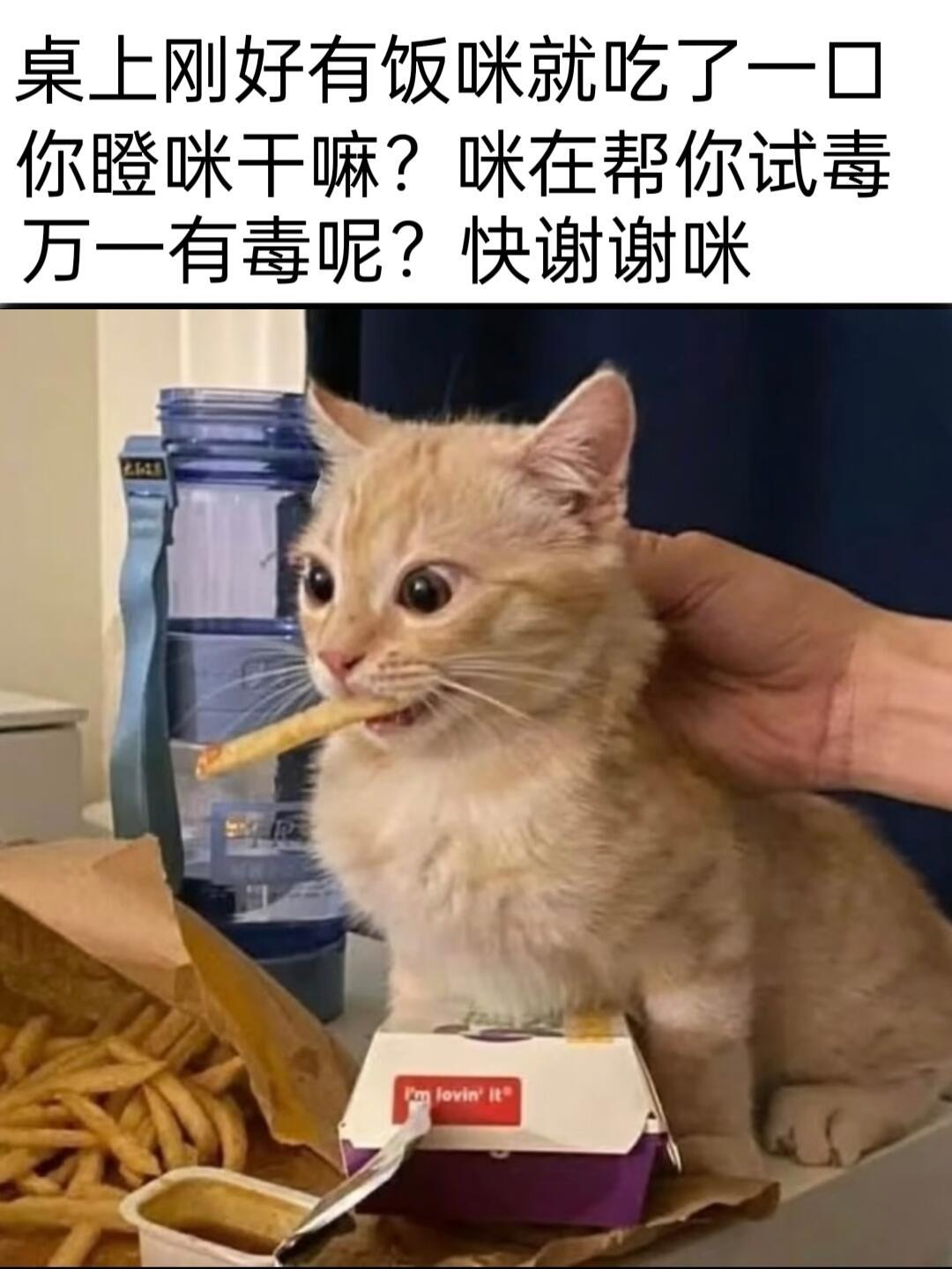 人，小猫有心事