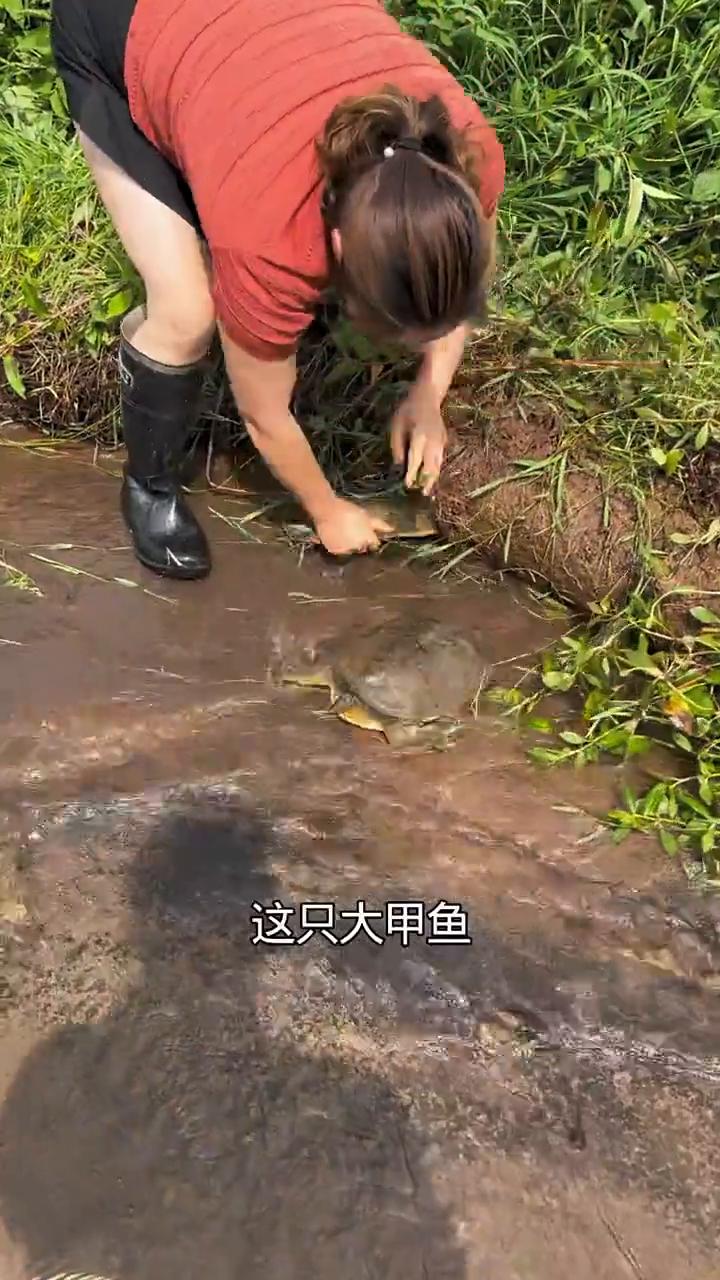 昨晚下了一夜的暴雨，到处都涨水了。今天我来到流水口的地方，发现草丛里面有动静。难