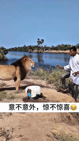 一名非洲黑人男子在河边钓鱼的时候，竟然意外偶遇到了一头野生的雄性狮子！两个人面
