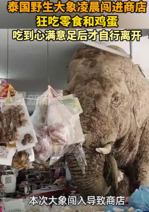 “防不胜防！”6月2日，泰国，一超市老板在店里休息，远远的看见一个大块头走来！原