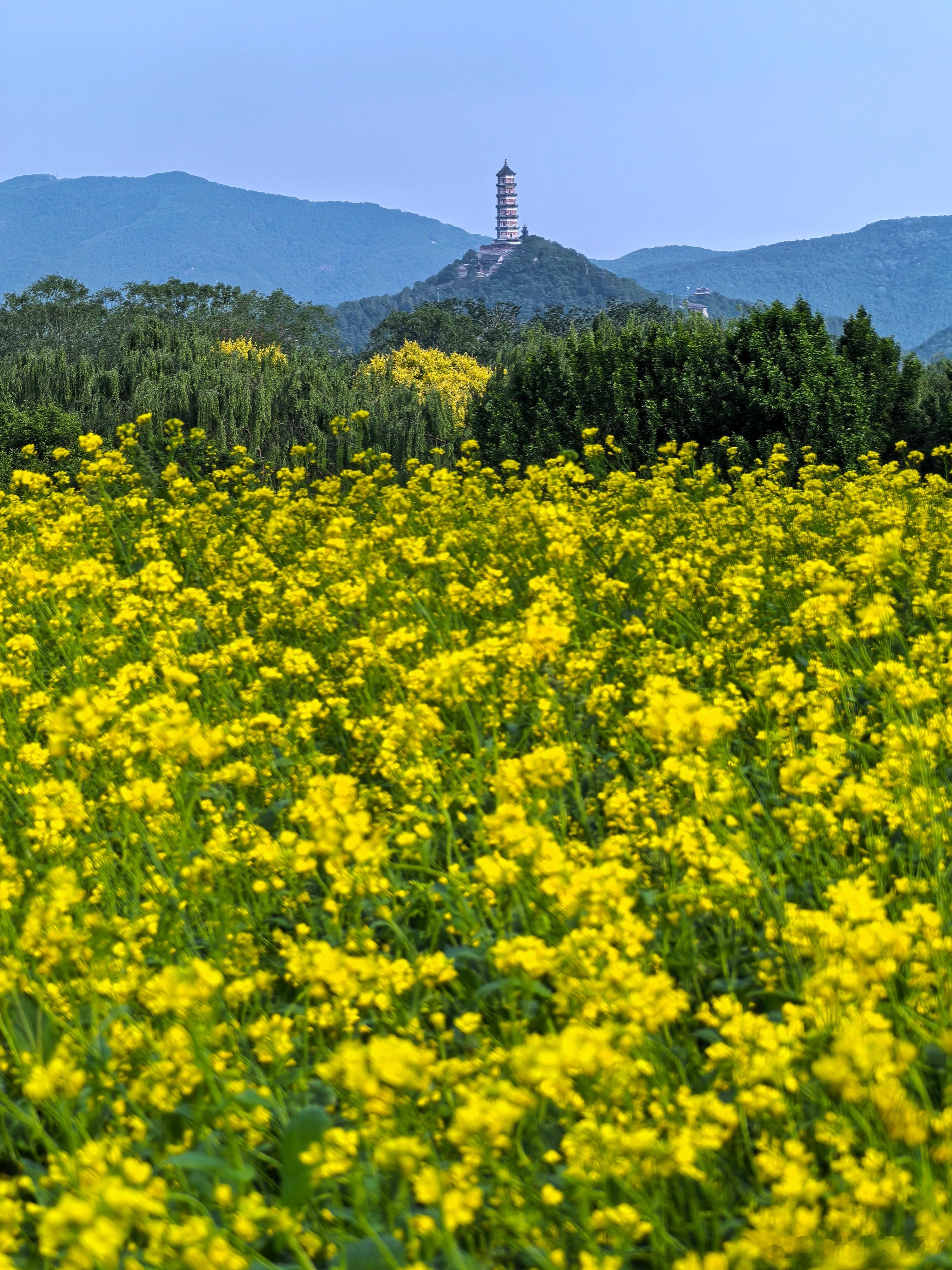 雨后，玉泉山下风光好，大丰收在望（2025.5.10）摄影​​​